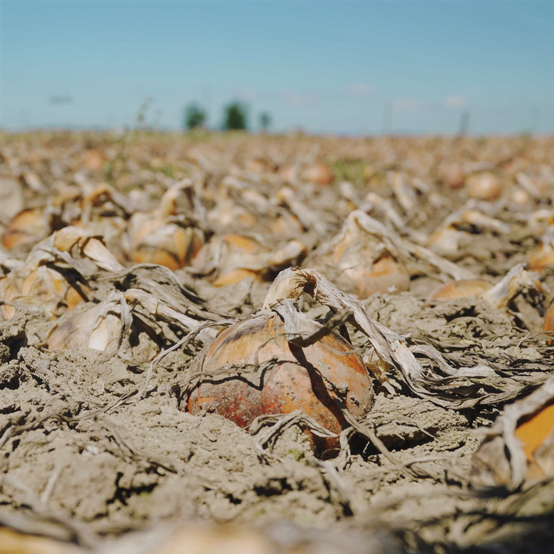 北海道産減農薬玉ねぎ（5kg／10kg／20kg） - NORTH DISH （ノース