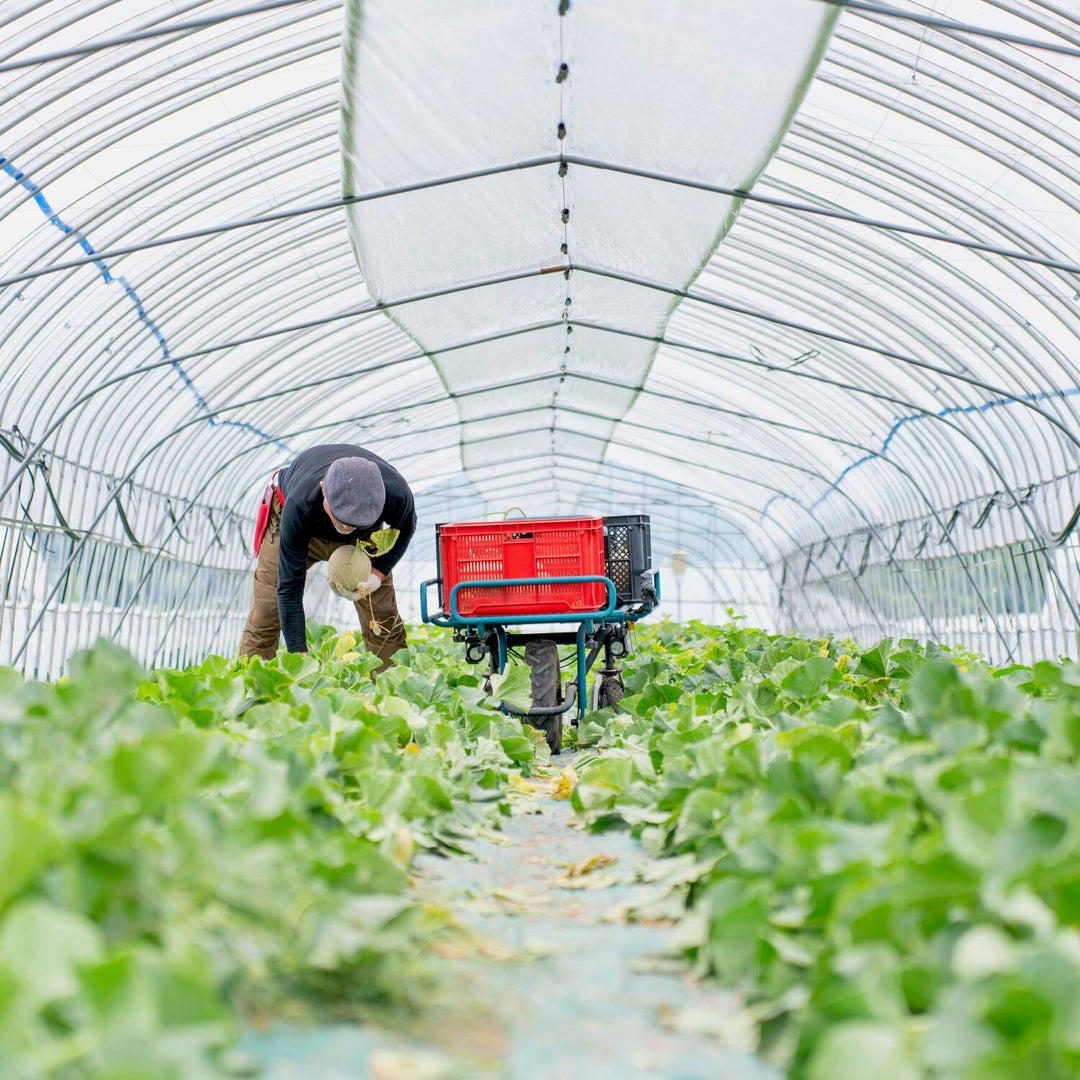 富良野メロン】耕さずに育てた最高品質の赤肉メロン（無肥料） - ENOMOTO FARM（富良野市山部） – NORTH DISH