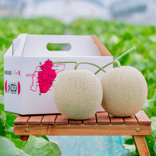 2026年発送】富良野メロン 大玉 赤肉メロン2玉(2kg×2玉)計