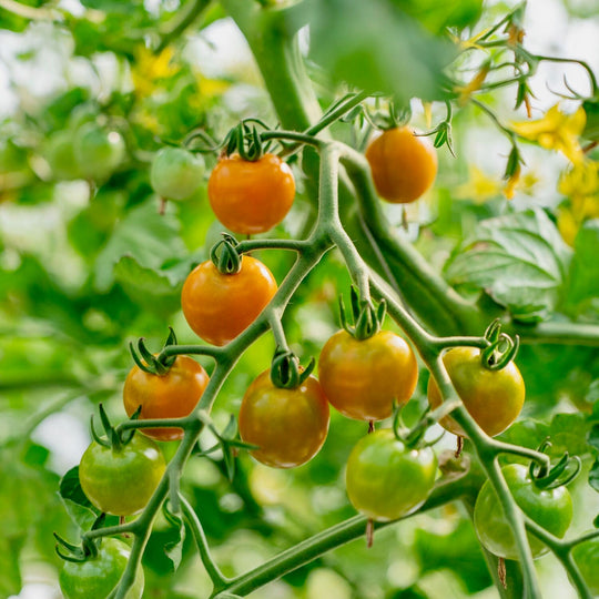 北海道栗山町産】カラフルミニトマト（1kg） – NORTH DISH
