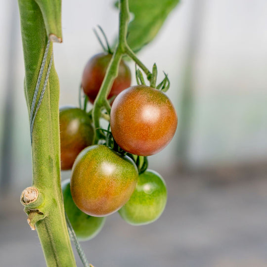北海道栗山町産】カラフルミニトマト（1kg） – NORTH DISH