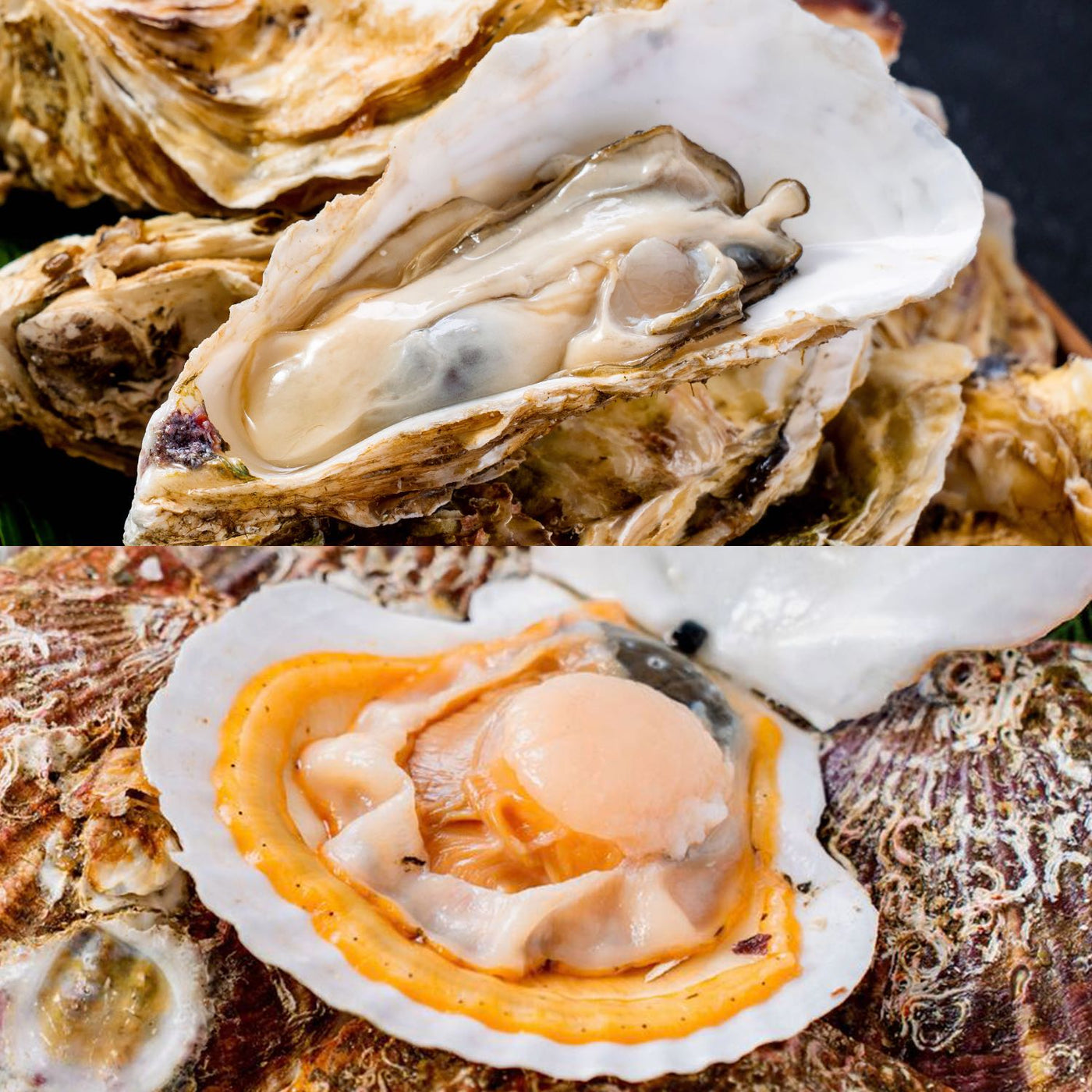 北海道のキレイな海で育った牡蠣とホタテセット【殻付き、生食可】カキナイフ付　NORTH　–　DISH