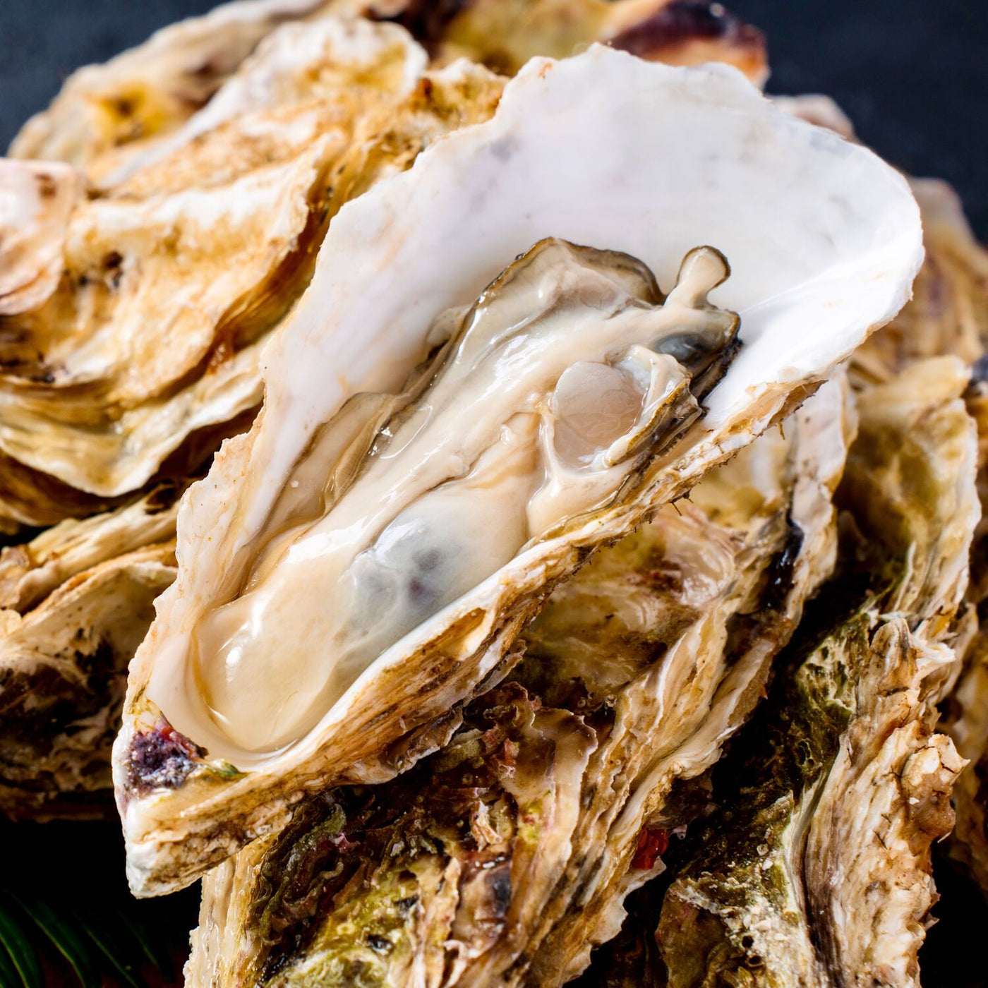 北海道寿都産の寿牡蠣,美味しそうな生カキ