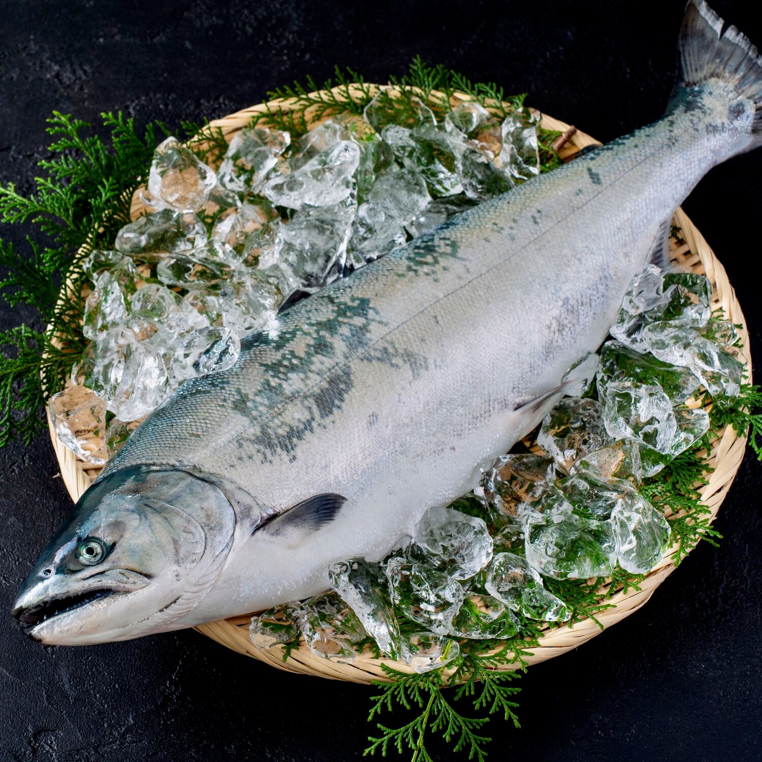 【脂のり抜群!】匠の活〆サクラマス(北海道産)1尾丸まま – NORTH DISH