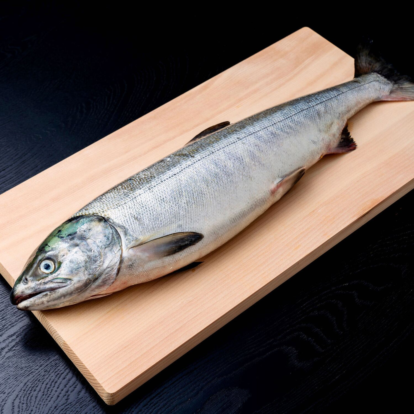 北海道寿都産の秋鮭,マルホン小西漁業の活締め天然秋サケ