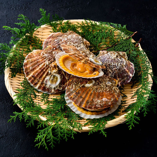 scallop-suttu-konishi2_540x.