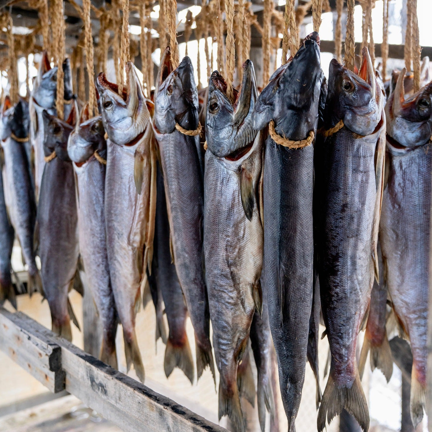 マルトシ吉野商店の鮭寿,潮風で鮭を干す,寒風やぐら干し山漬け鮭,けいじゅ