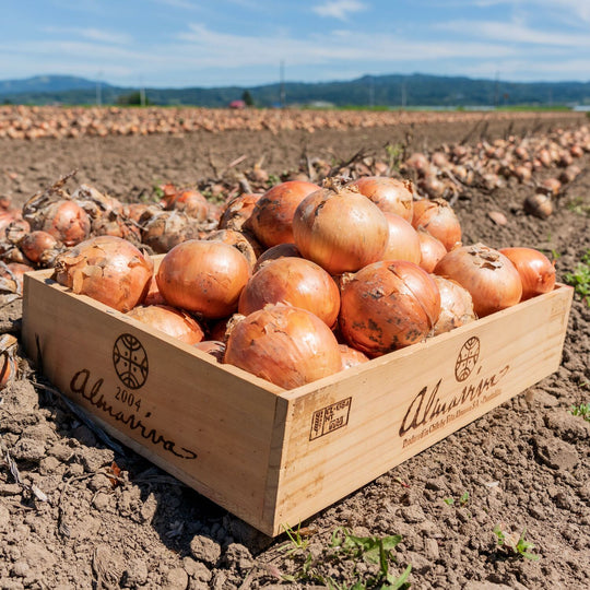 北海道産 無農薬 玉ねぎ苗 晩生品種 800本 B 玉ねぎ 苗 100本＼10月末から発送／(中生/晩生・・5〜6月収穫