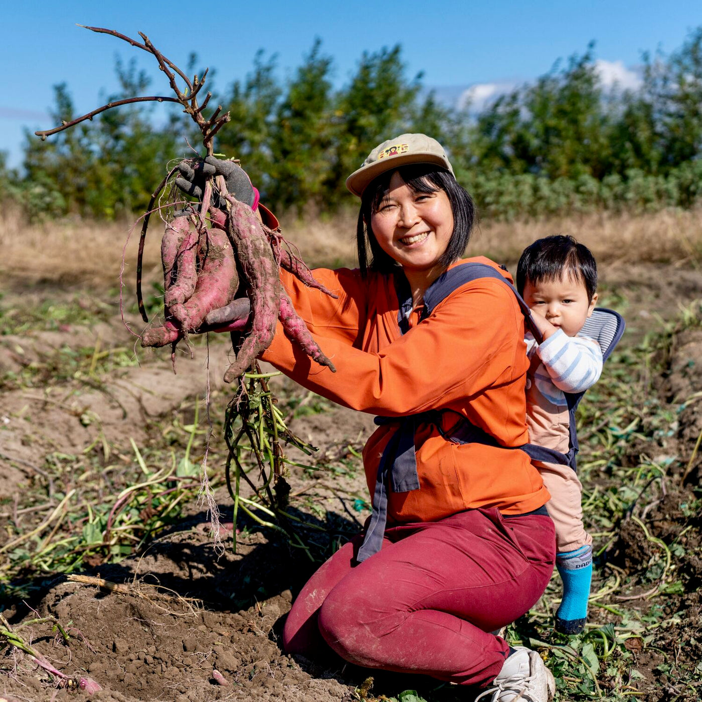 北海道産さつまいも「由栗（ゆっくり）いも」を収穫する女性,井澤農園