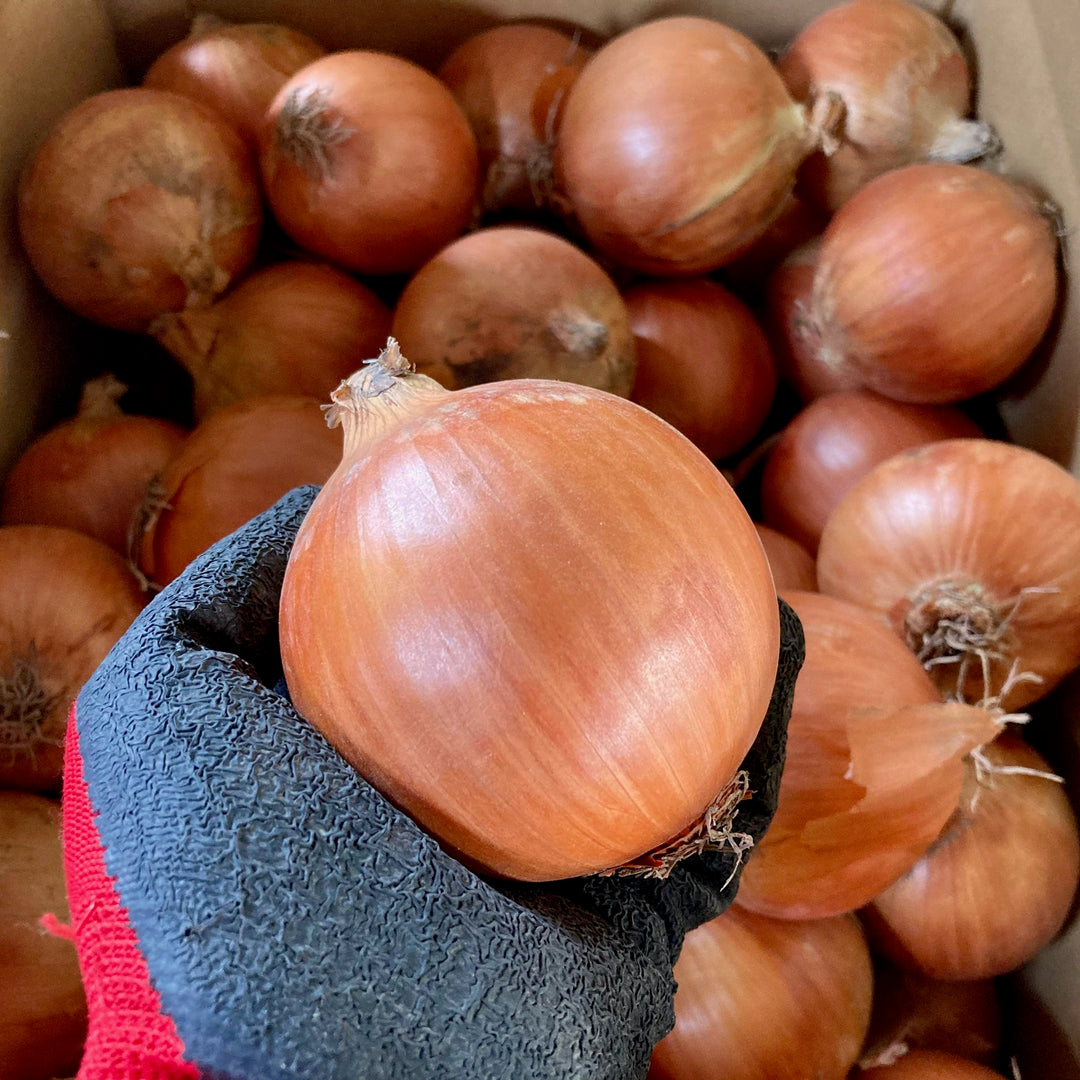 北海道産減農薬玉ねぎ（5kg／10kg／20kg） - NORTH DISH （ノースディッシュ）