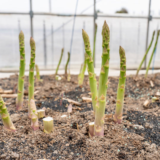 専用北海道産 アスパラガス 苗 株 ポールトム 1.5年培養苗／5株セット